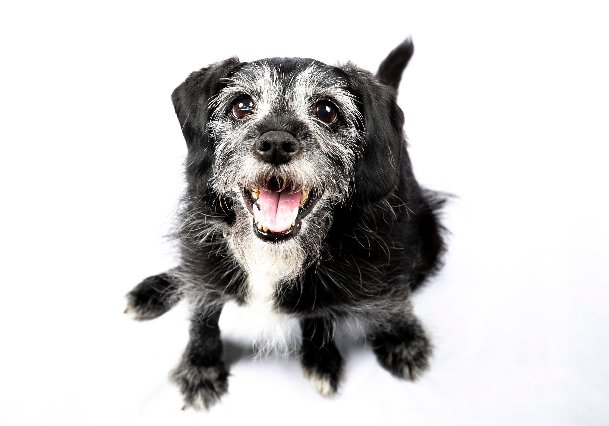 old-dog-smile-800-o